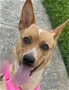 adoptable Dog in dallas, TX named Pixie