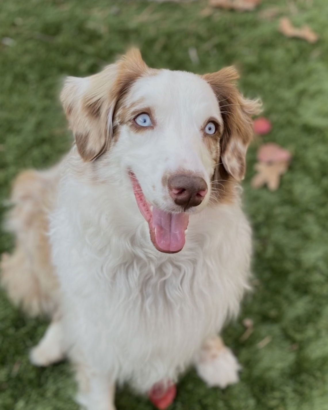 adoptable Dog in Dallas, TX named Finn