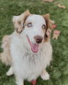 adoptable Dog in  named Finn