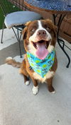 adoptable Dog in  named Knox