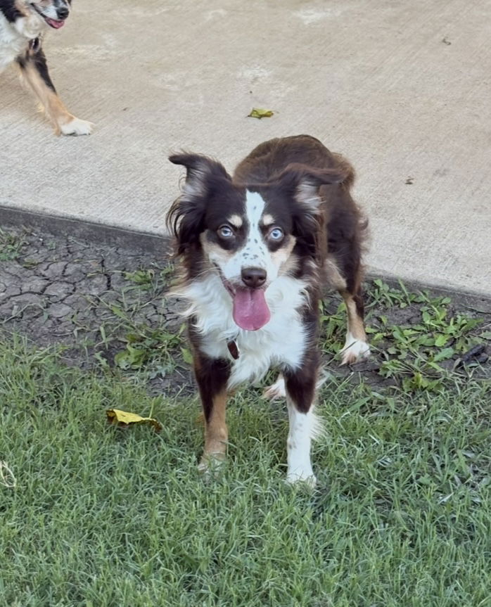 adoptable Dog in Dallas, TX named Layla