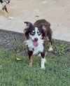 adoptable Dog in  named Layla