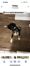 adoptable Dog in  named Stella