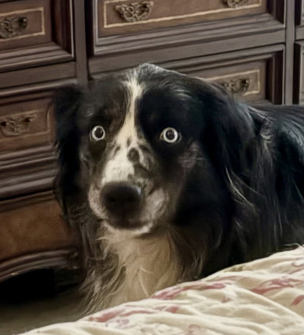 BlitZen