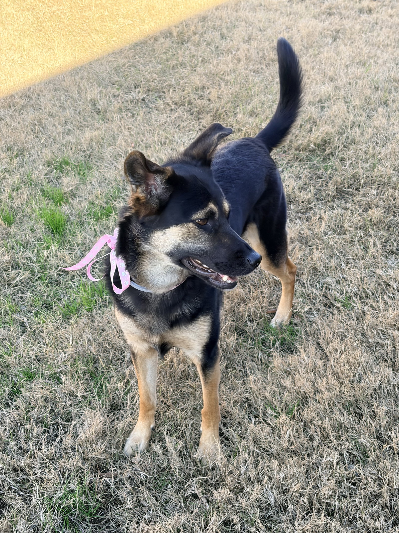 Bella Bear