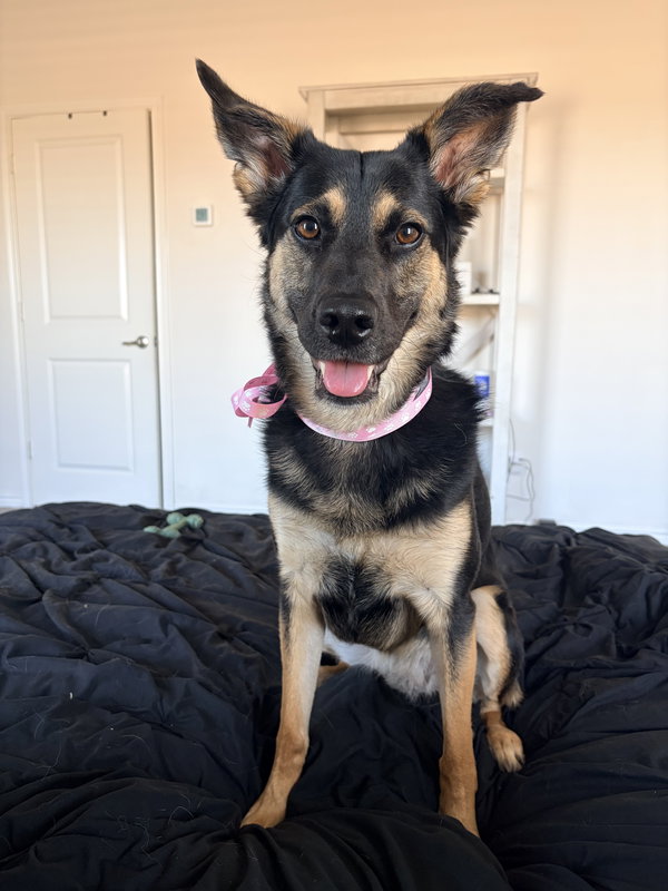 Bella Bear