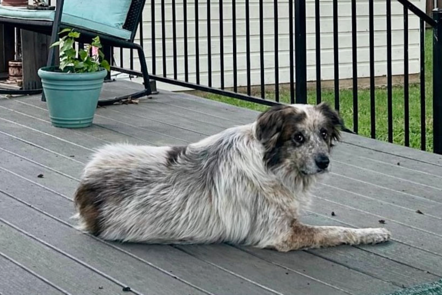 Pippa