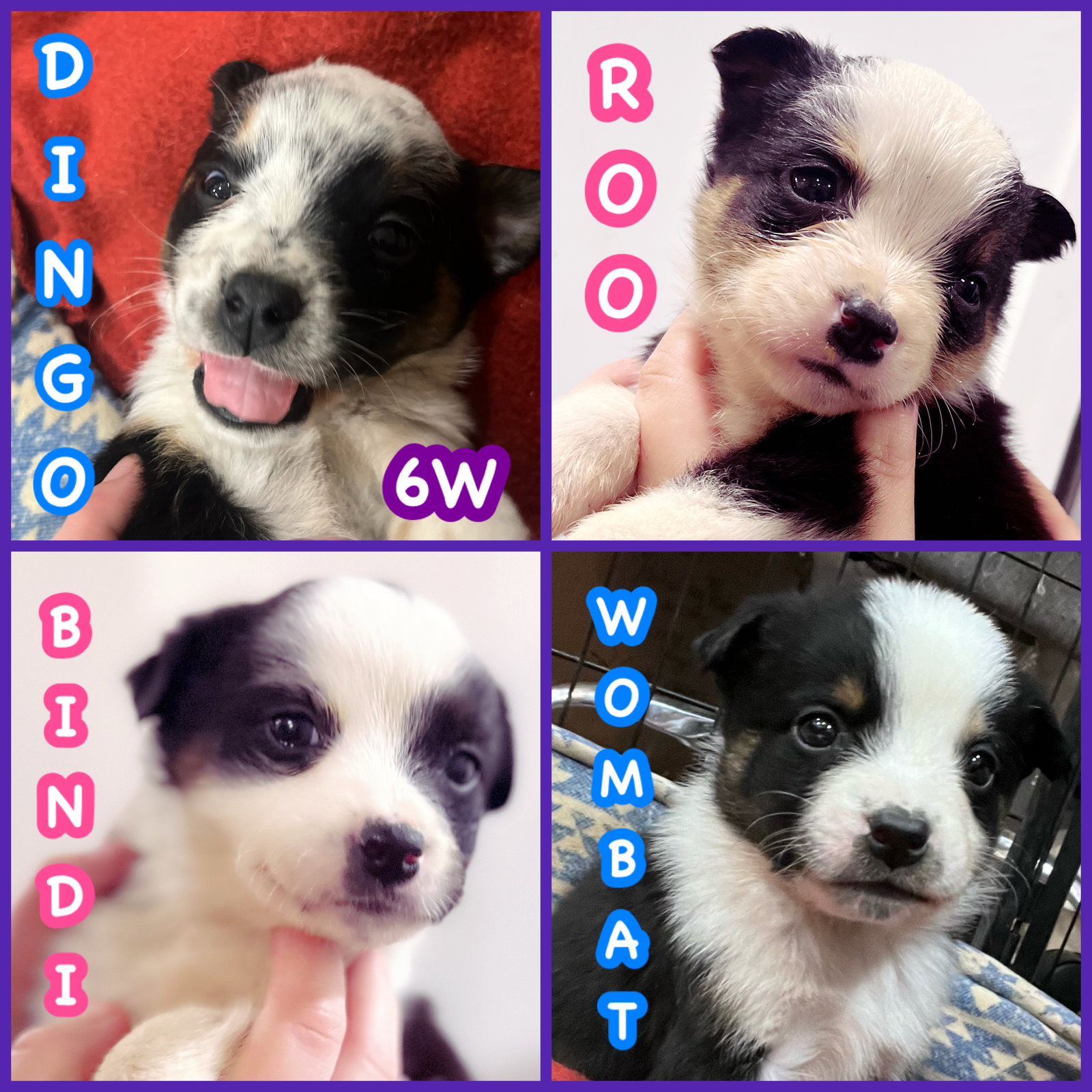 Puppies