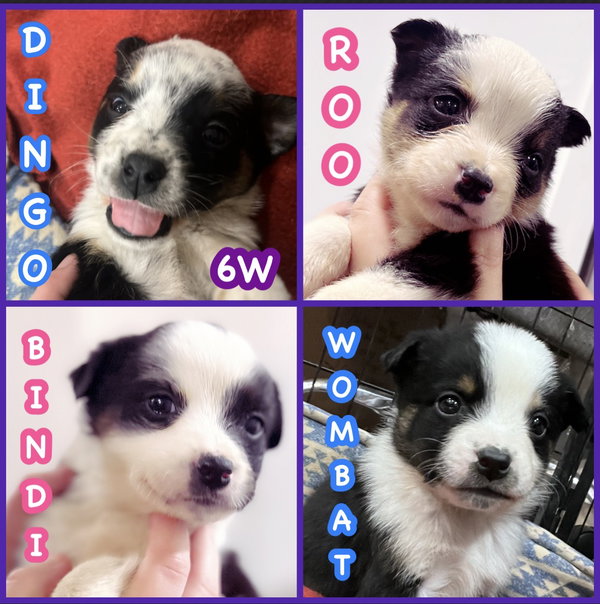 Puppies