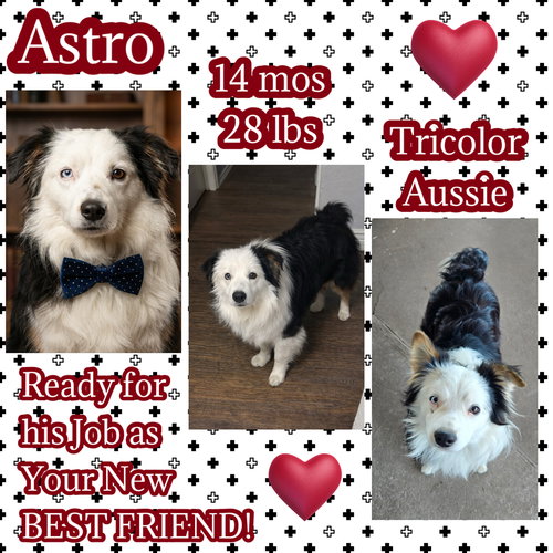 Astro, an adoptable Australian Shepherd in Dallas, TX