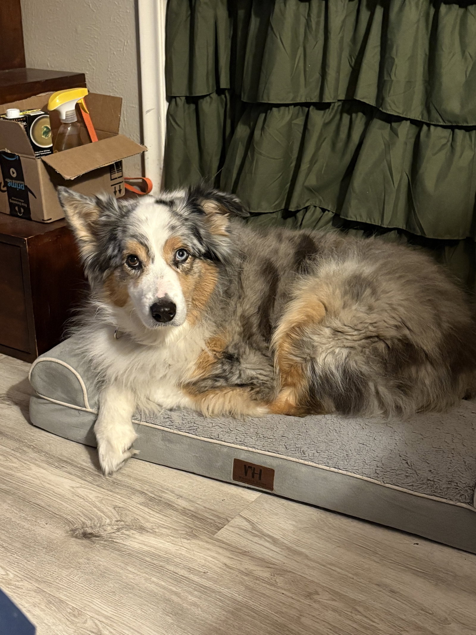 Australian Shepherd