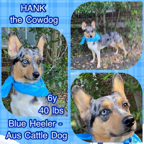 Hank the Cowdog, an adoptable Australian Shepherd in Dallas, TX