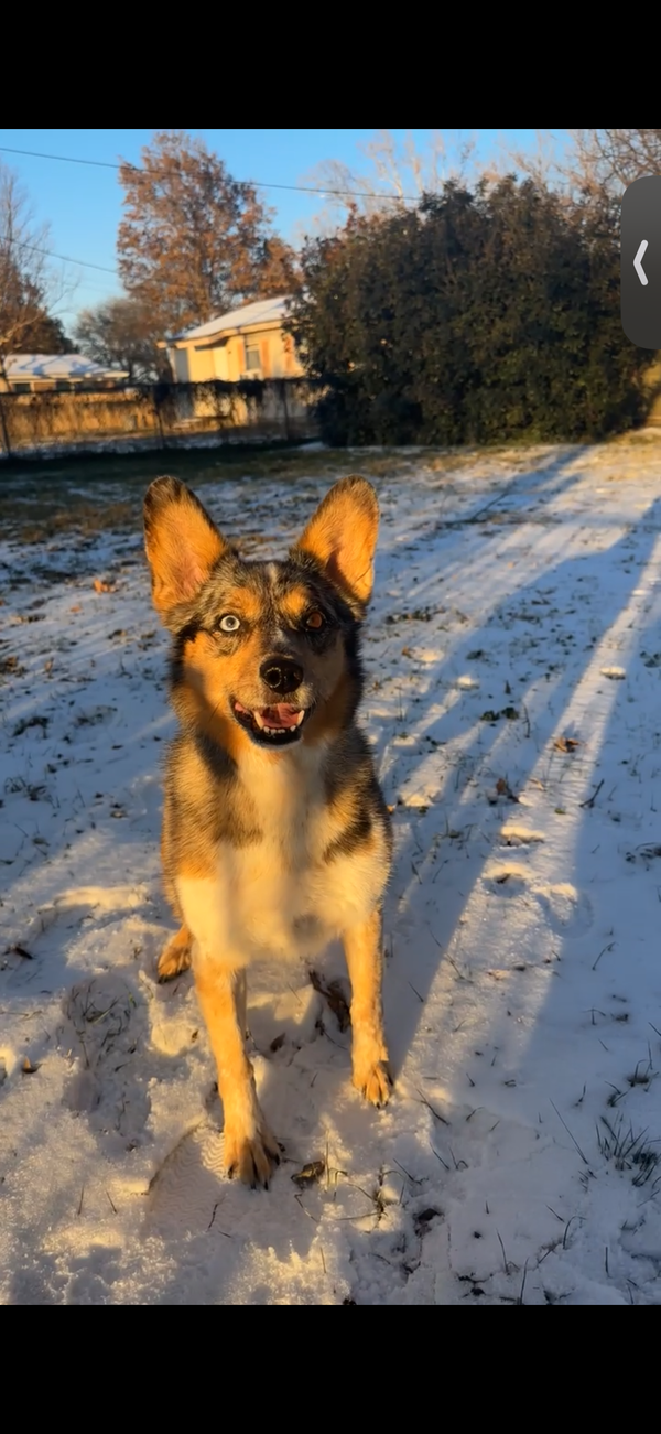 Hank the Cowdog