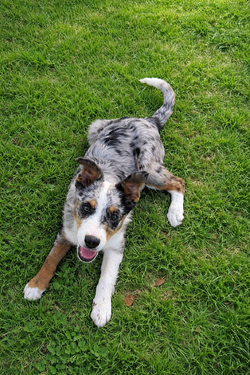 Paisley, an adoptable Australian Shepherd in Dallas, TX