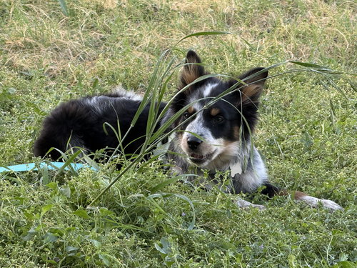 Presley, an adoptable Australian Shepherd in Dallas, TX