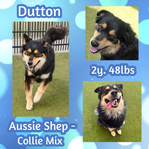 Dutton, an adoptable Australian Shepherd in Dallas, TX