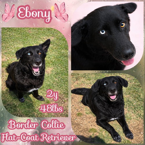 Ebony, an adoptable Border Collie in Dallas, TX