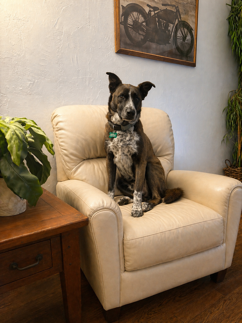Holly, an adoptable Great Dane in Dallas, TX