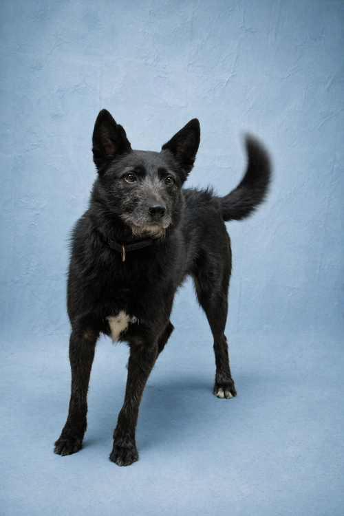 Taz, an adoptable Border Collie in Dallas, TX