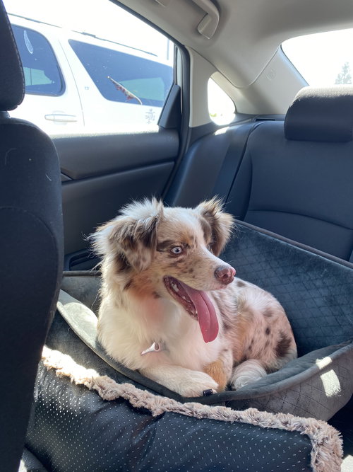 Milo, an adoptable Australian Shepherd in Dallas, TX