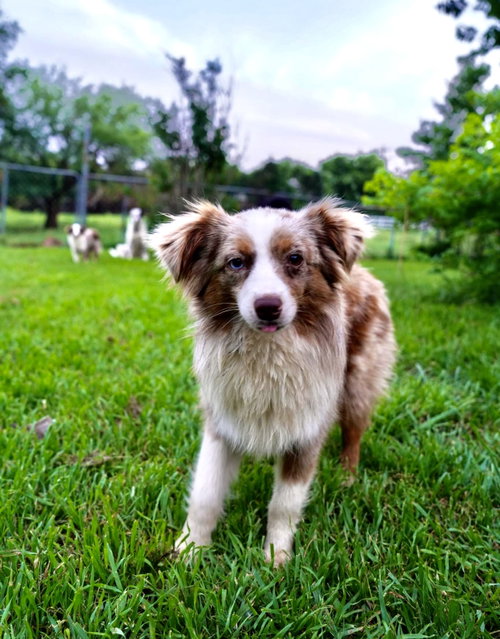 Ricky, an adoptable Australian Shepherd in Dallas, TX