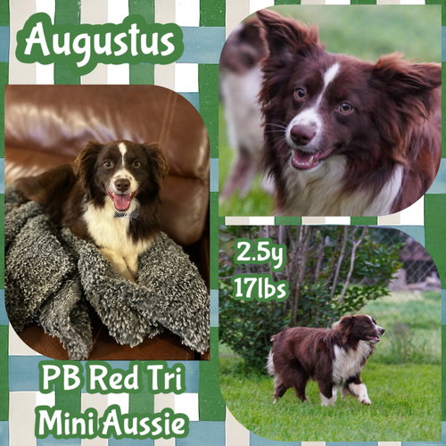 Augustus, an adoptable Australian Shepherd in Dallas, TX