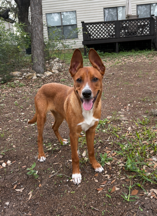 Scooby, an adoptable Basenji in Dallas, TX