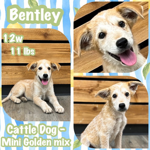 Bentley photo 4