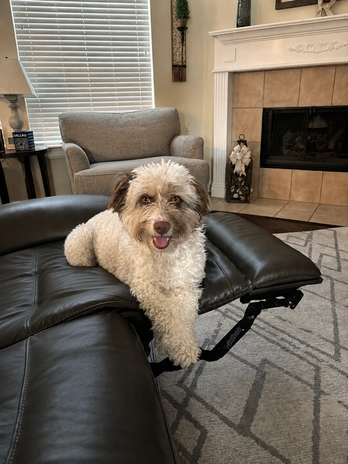 Murphy, an adoptable Poodle in Dallas, TX