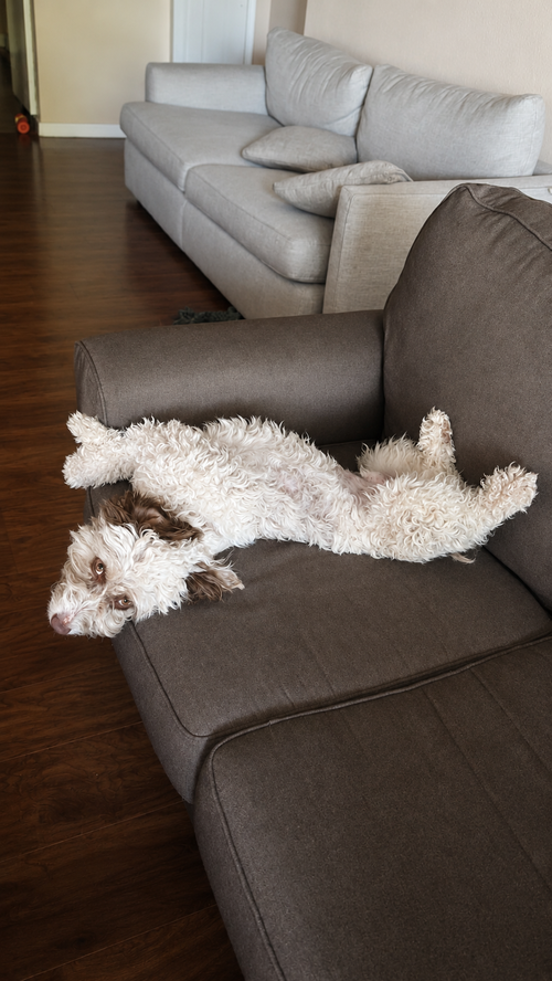 Murphy photo 3