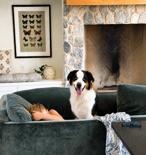 Scotty, an adoptable Australian Shepherd in Dallas, TX