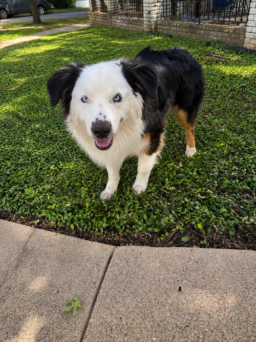 Gregg, an adoptable Australian Shepherd in Dallas, TX