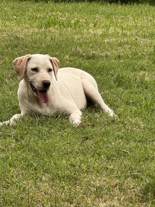 Daisy