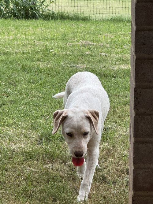 Daisy photo 2