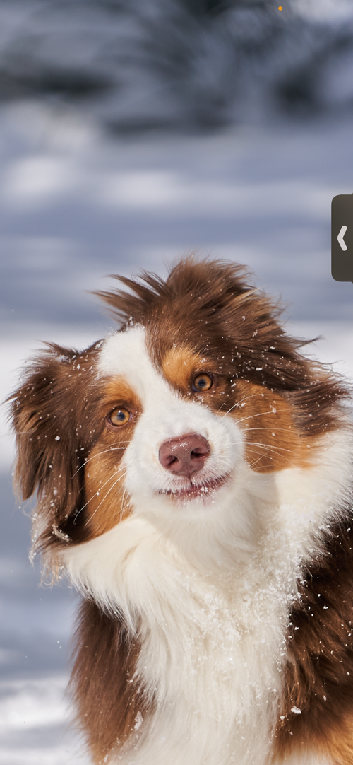 Fitz, an adoptable Australian Shepherd in Dallas, TX