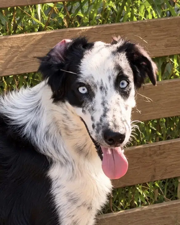 Rainey - Australian Shepherd