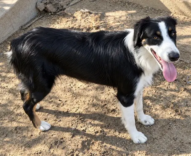 Rainey - Australian Shepherd