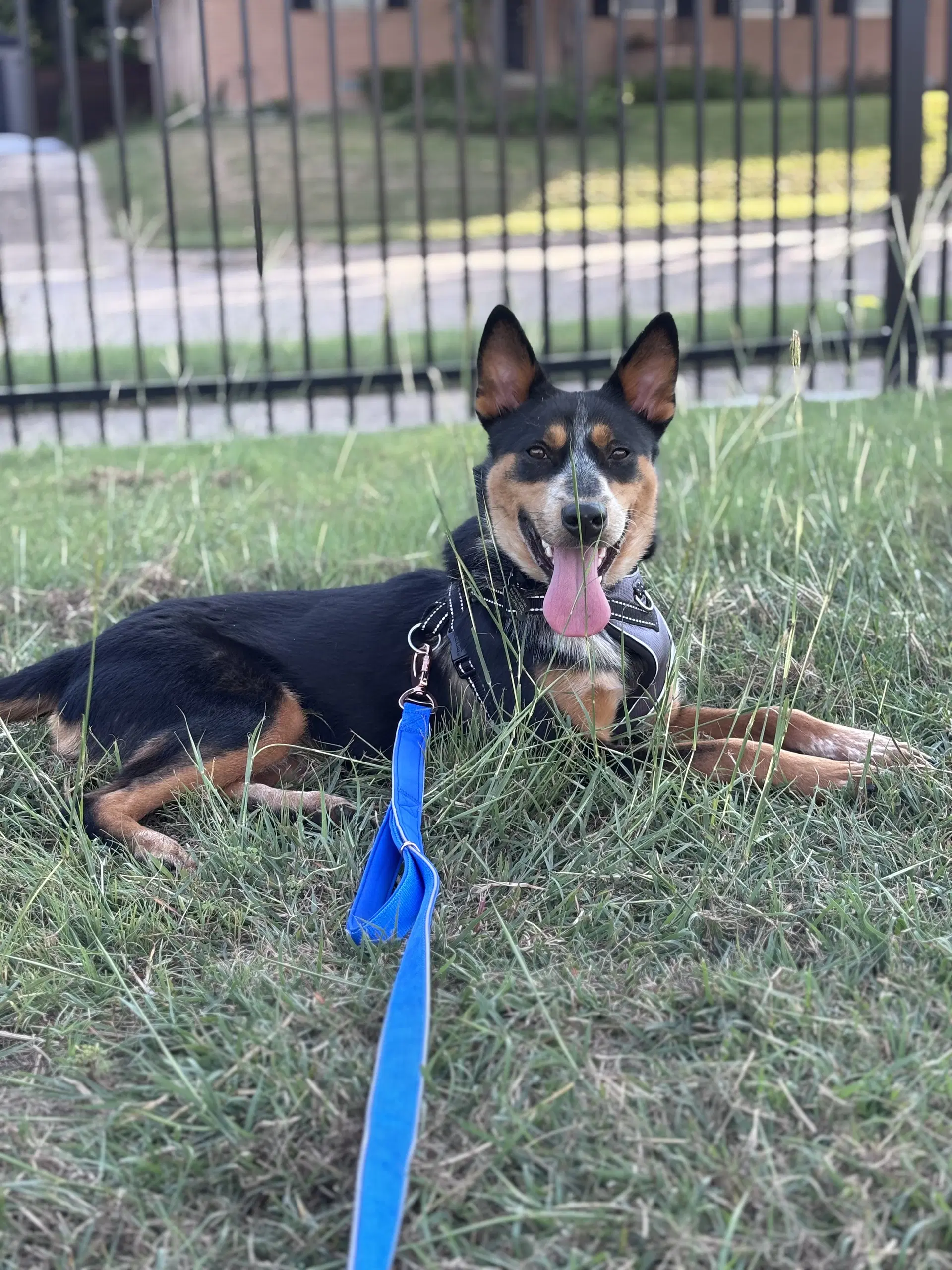 Enzo - Australian Shepherd