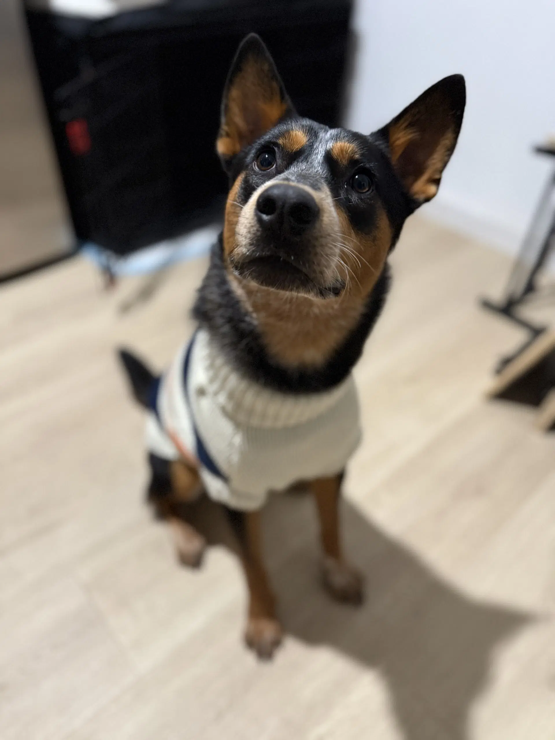 Enzo image 2