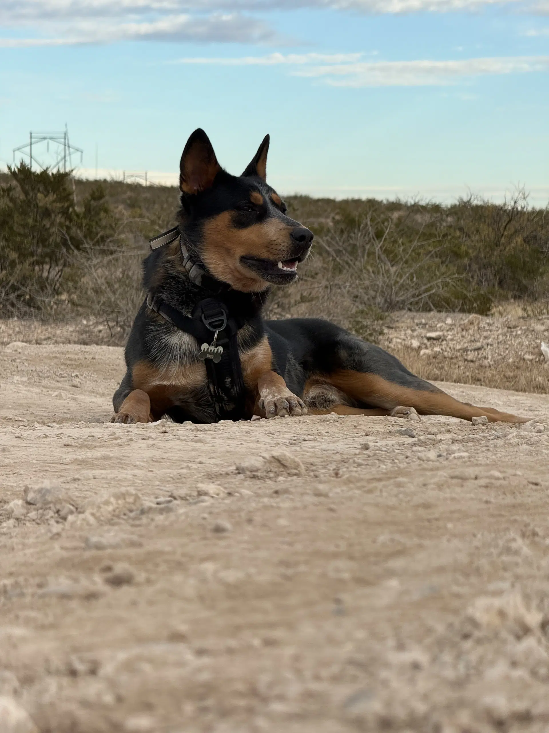 Enzo image 3