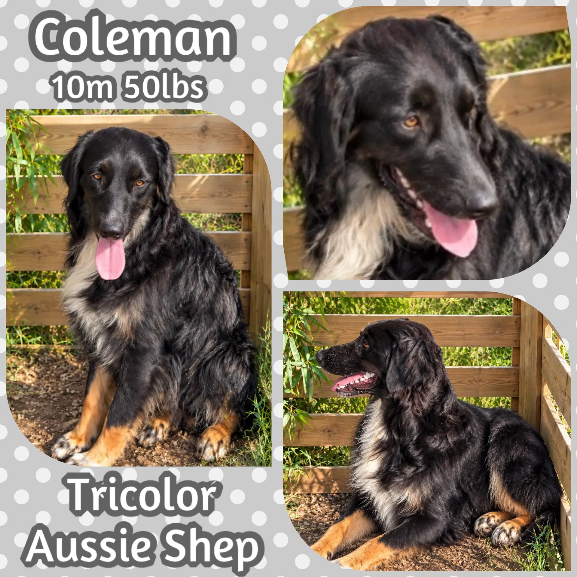 Coleman image 4