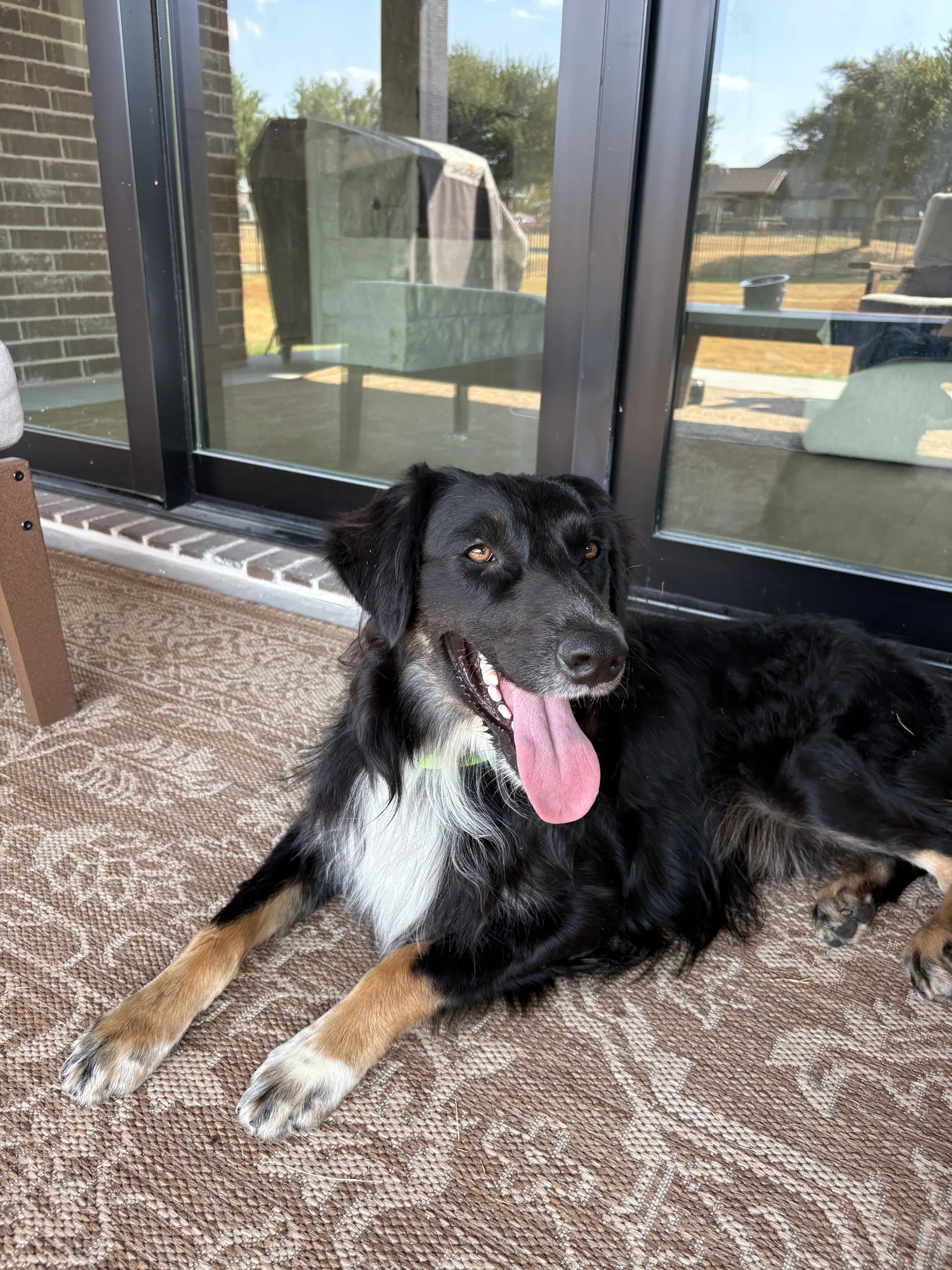 Coleman - Australian Shepherd
