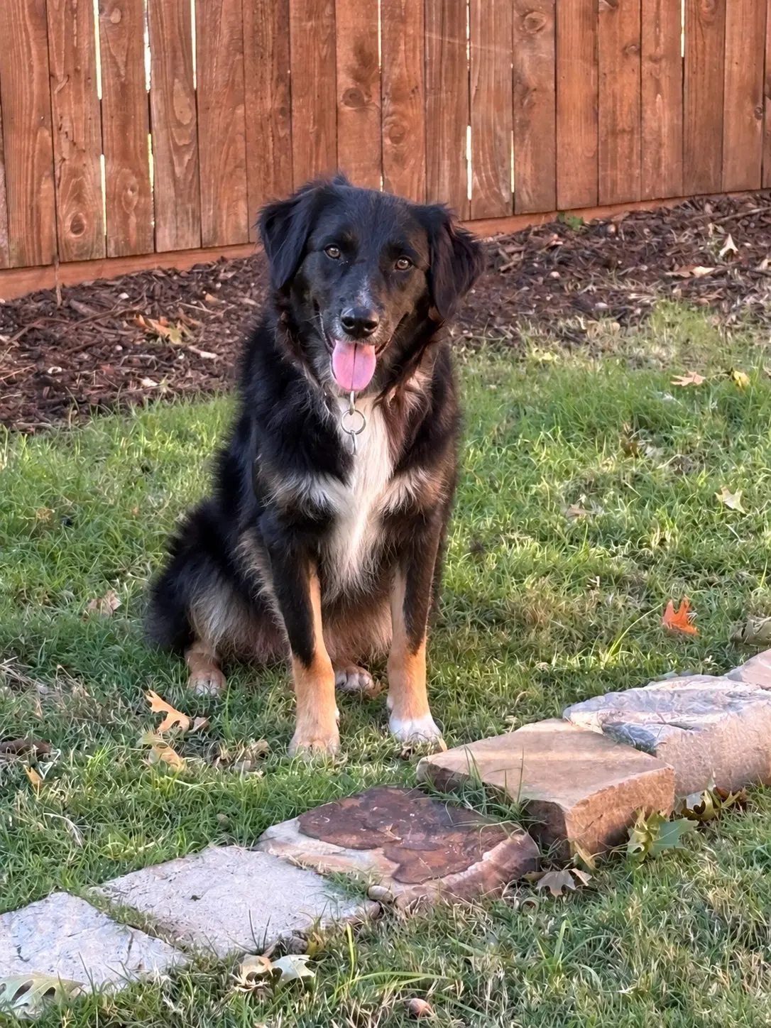 Coleman - Australian Shepherd