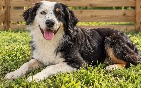Liam - Australian Shepherd
