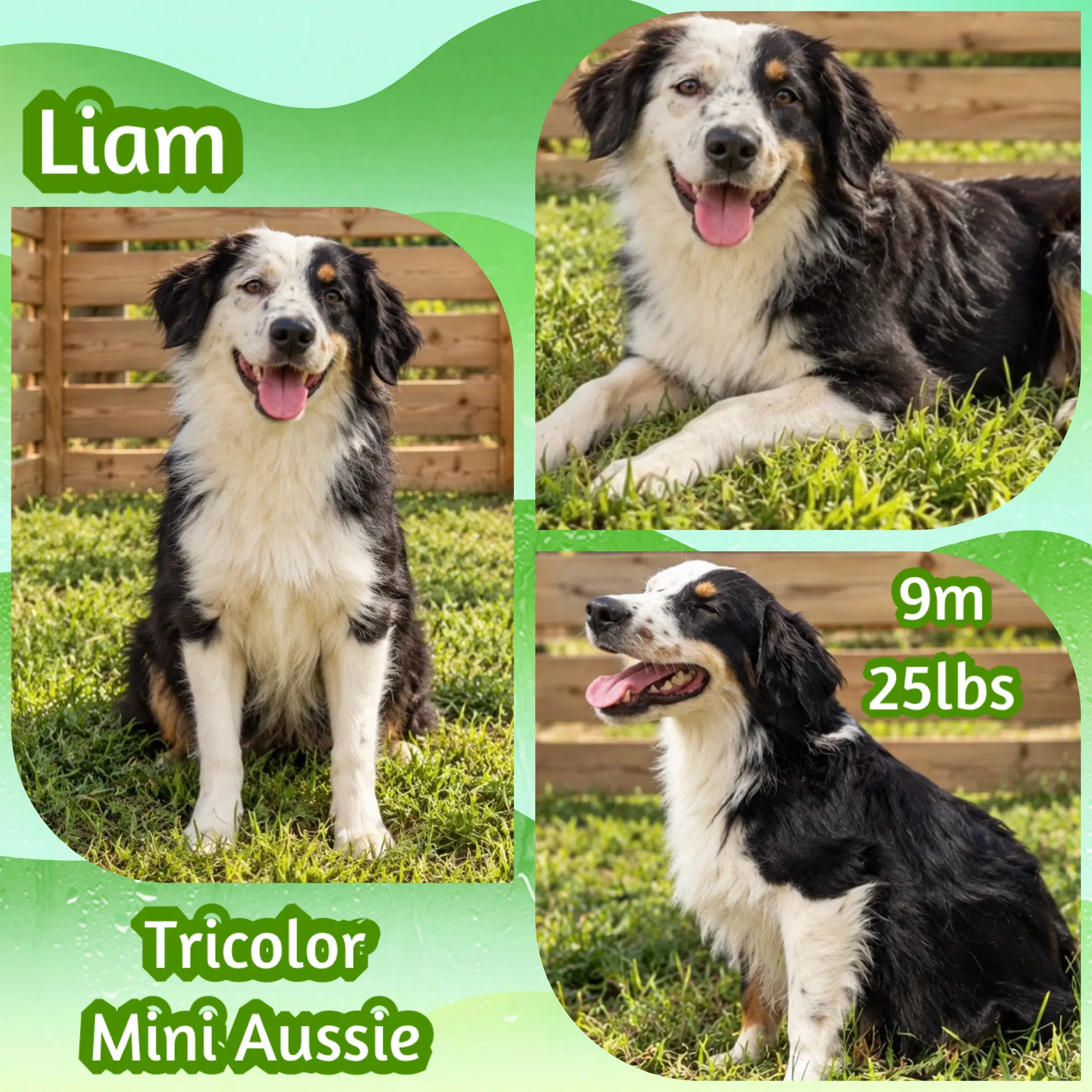 Liam image 4
