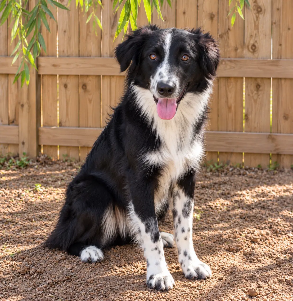 Raven - Australian Shepherd