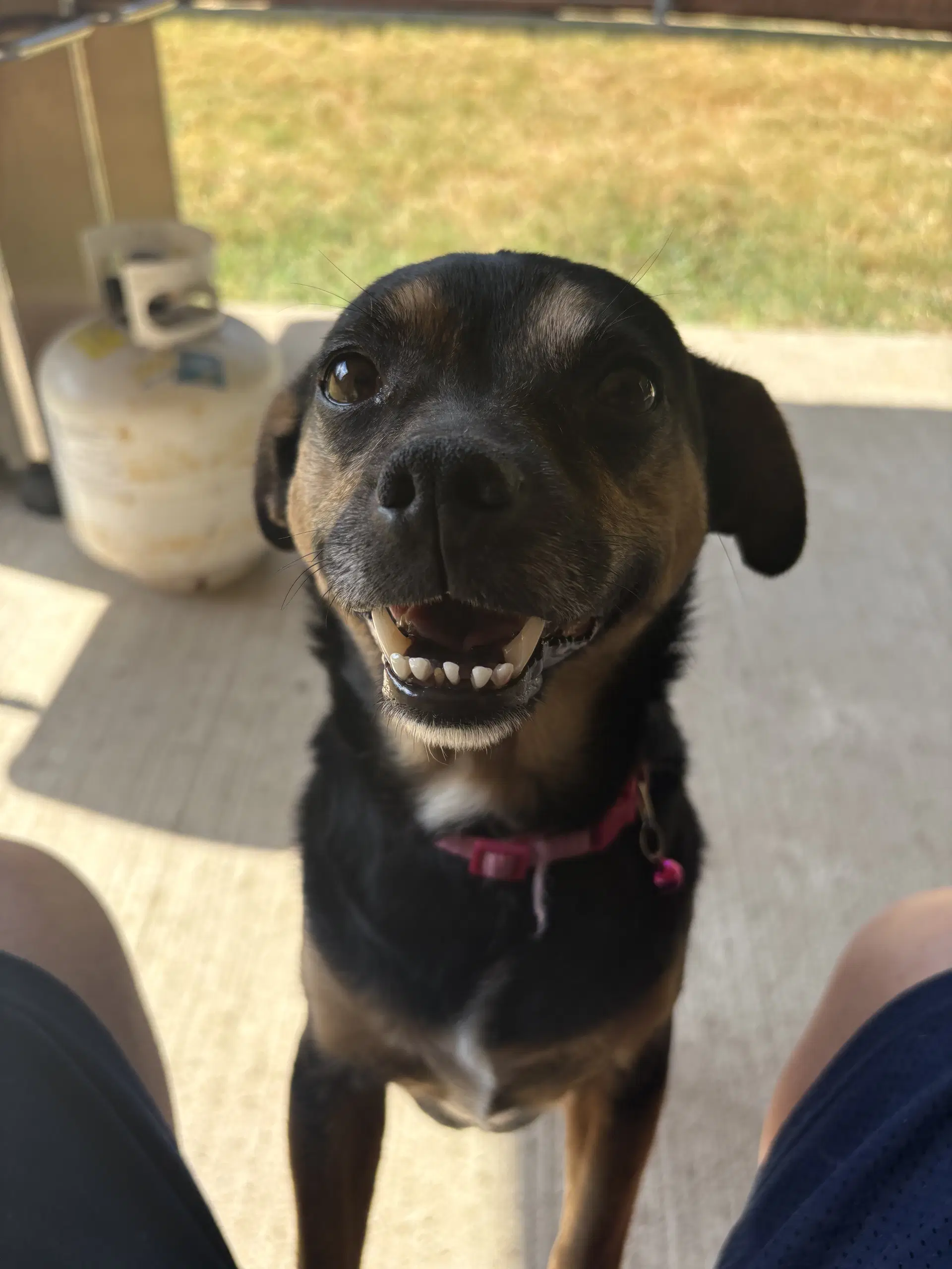 Dolly - Unknown