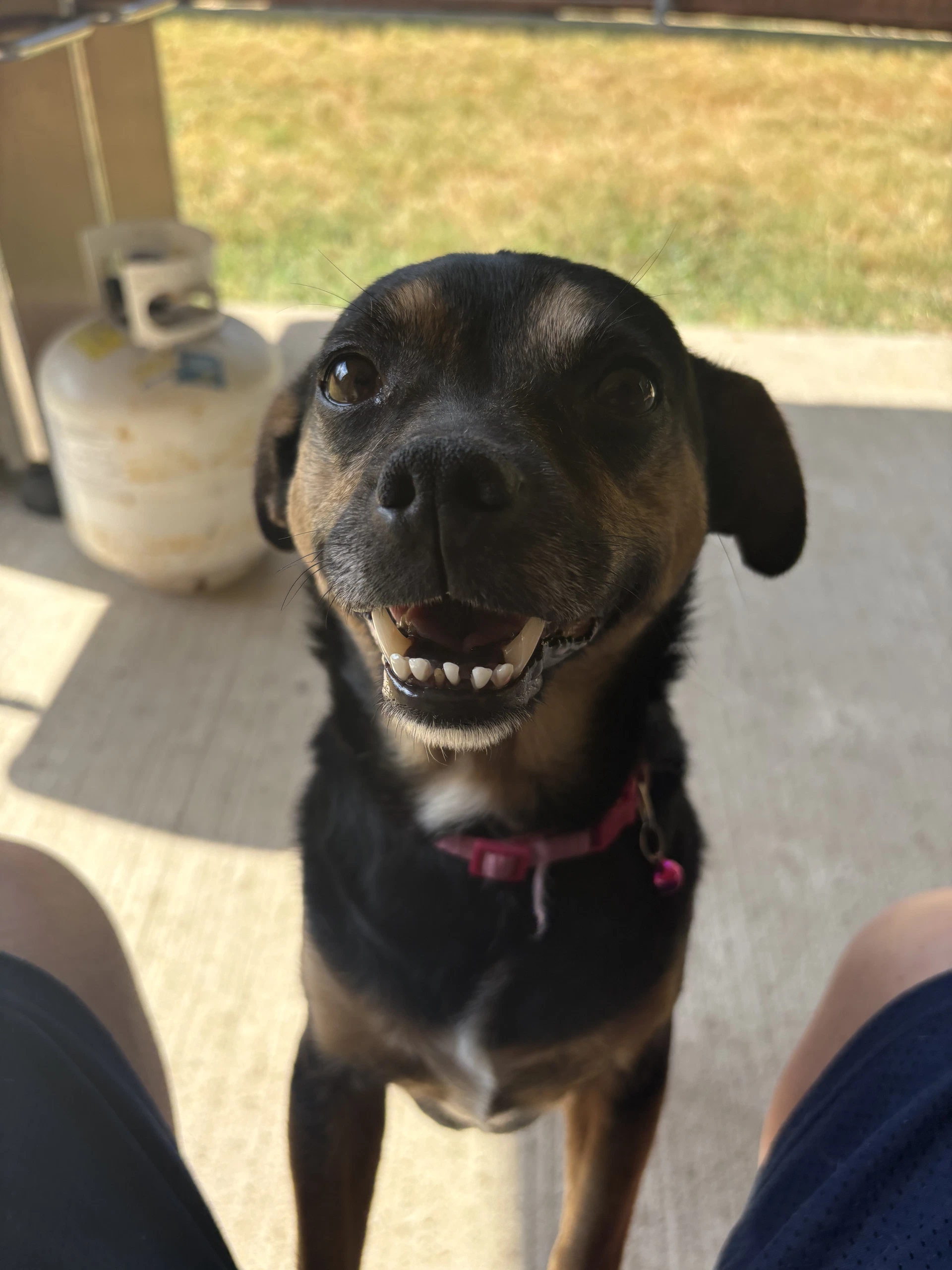 Dolly