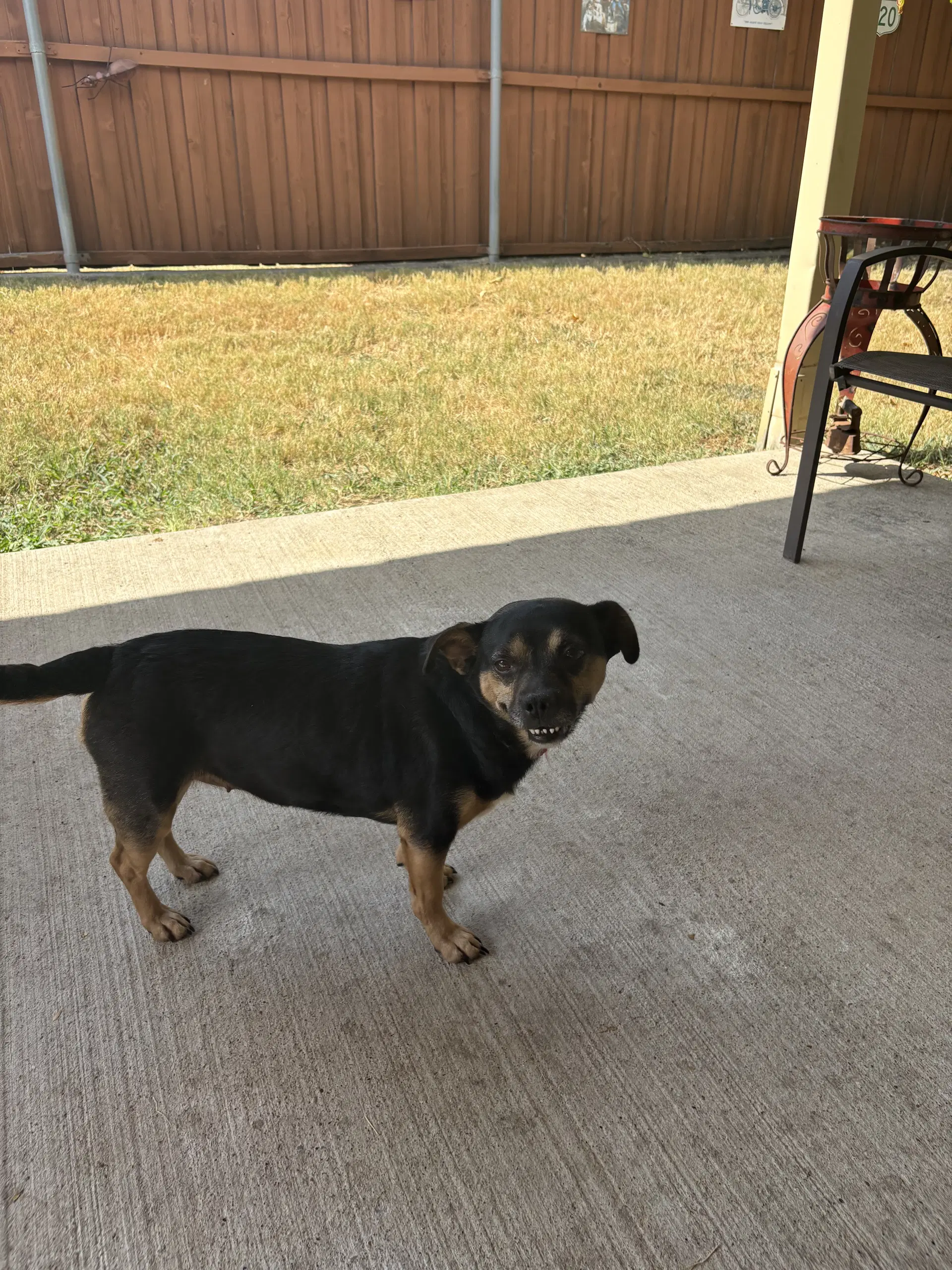 Dolly image 2