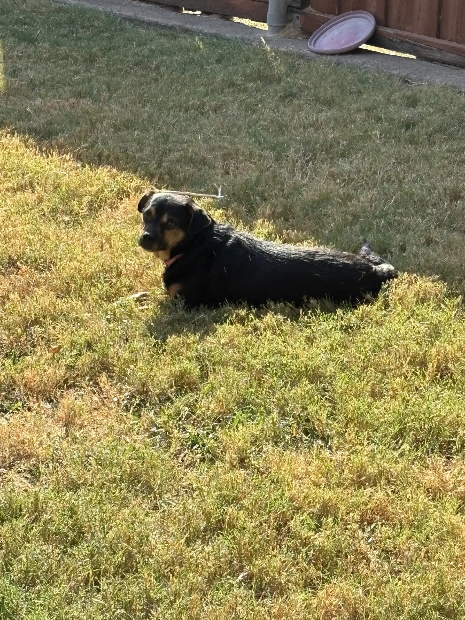 Dolly image 3